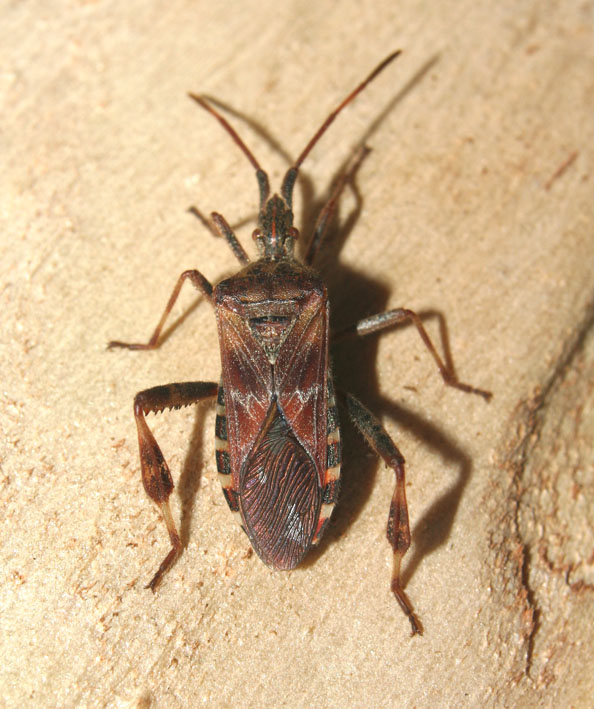 Ancora Leptoglossus occidentalis